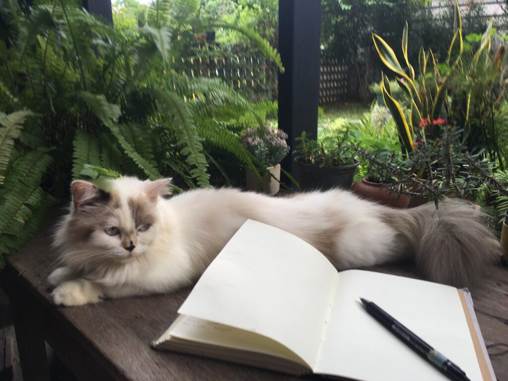 Journal on table with cat